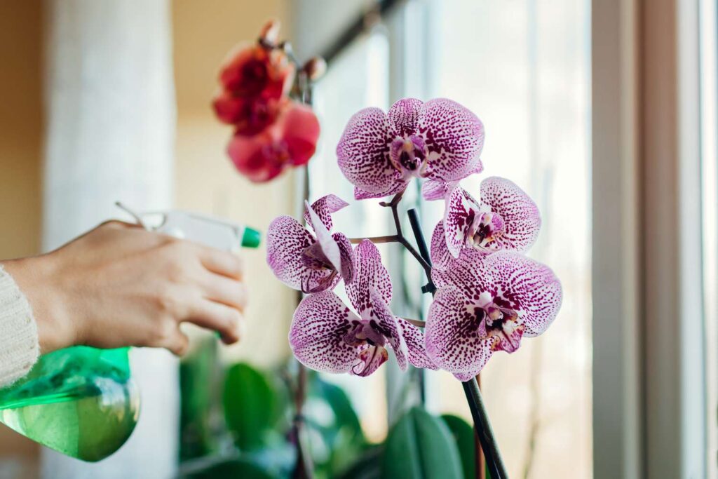 полив орхідей