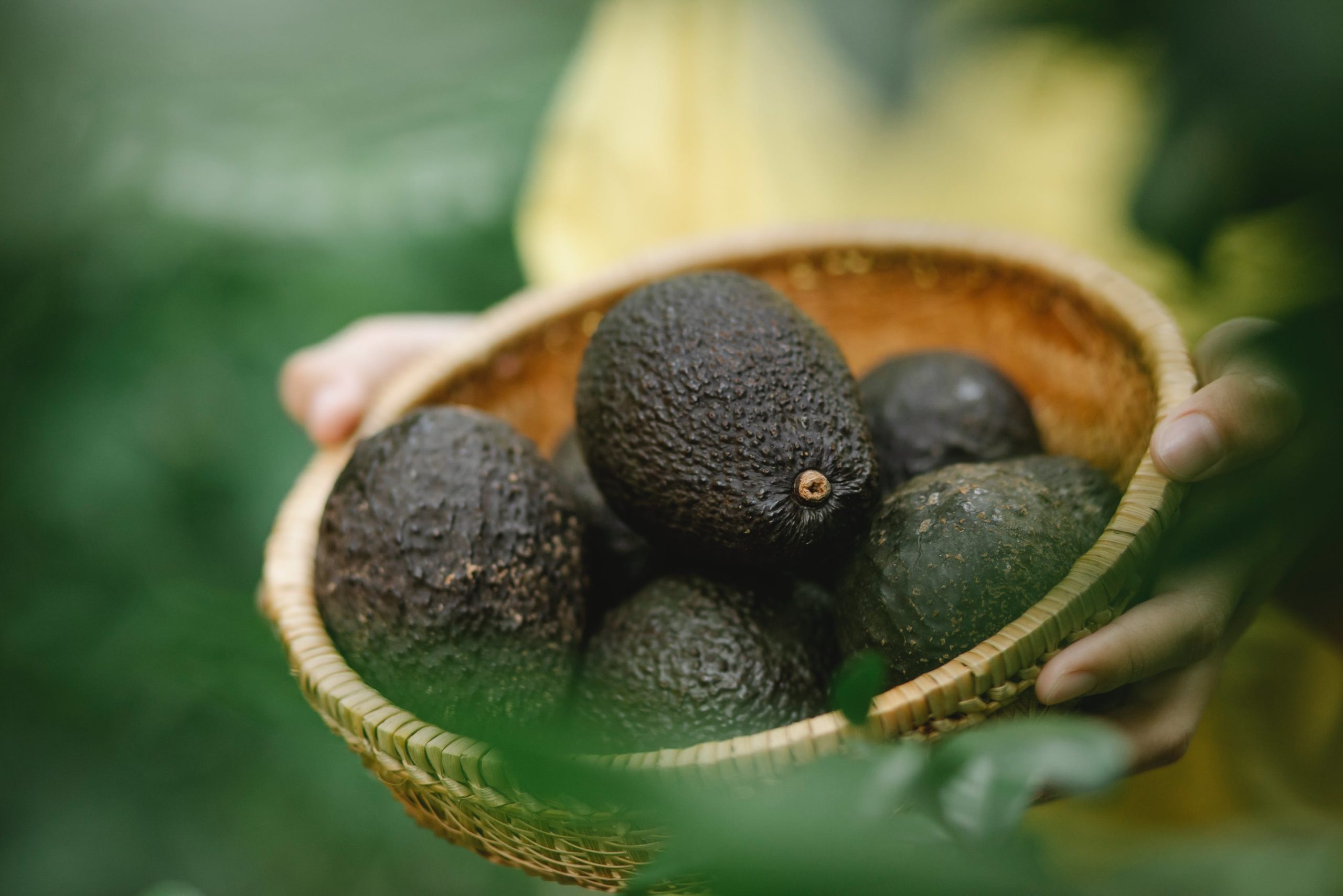 Чем отличается ХААС от других сортов авокадо?