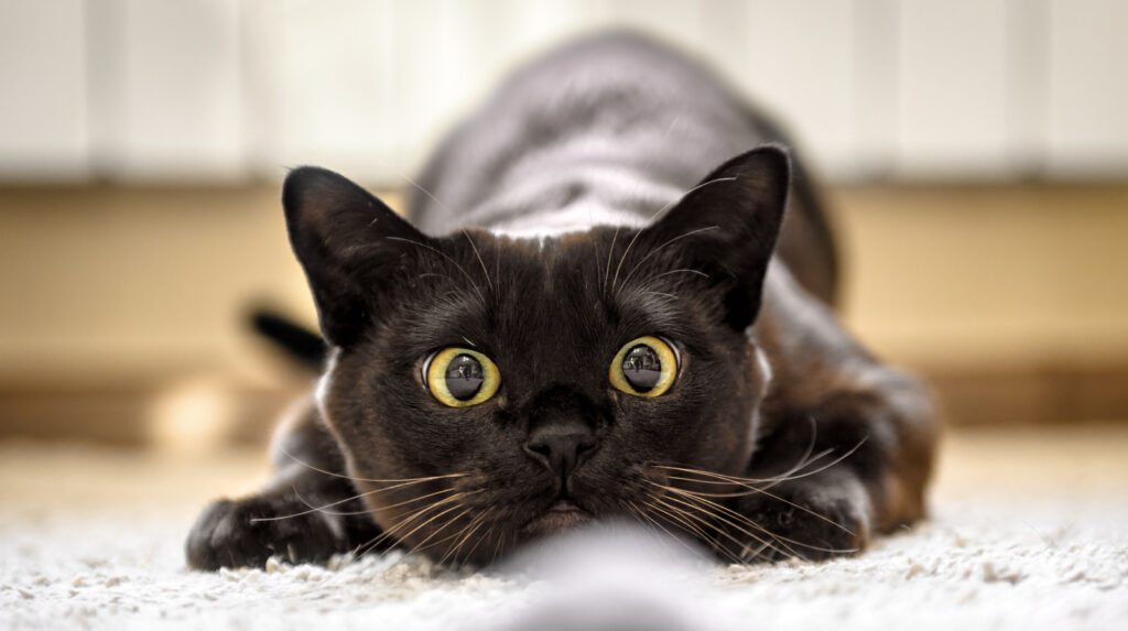 сонник чорна кішка