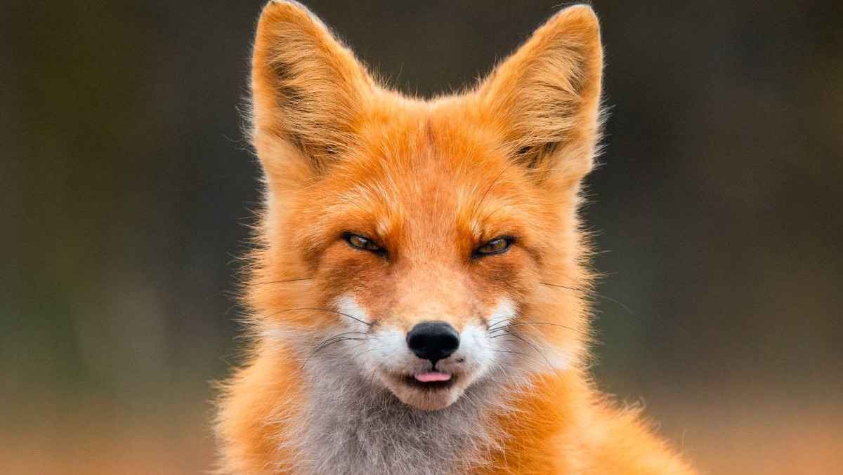 До чого сниться лисиця